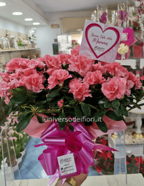 Pianta di azalea
