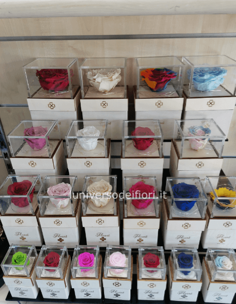 Rosa stabilizzata a partire da