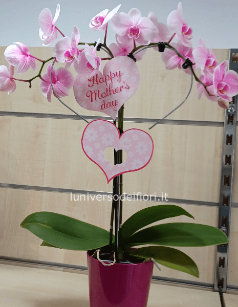 Pianta phalenopsis a forma di cuore