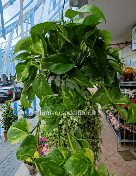 Pianta photos pendente