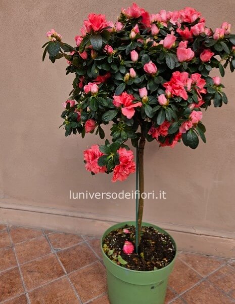 Azalea ad alberello altezza 90 cm vaso 26 prezzo 50 euro