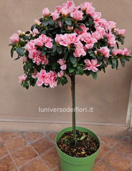 Azalea ad alberello altezza 90 cm vaso 26 prezzo 50 euro