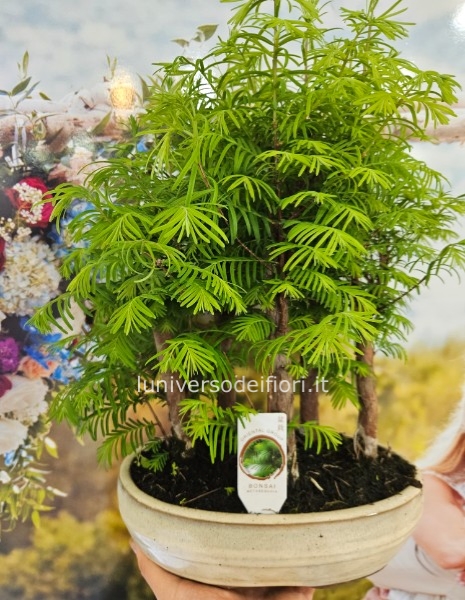 Bonsai Matasequoia